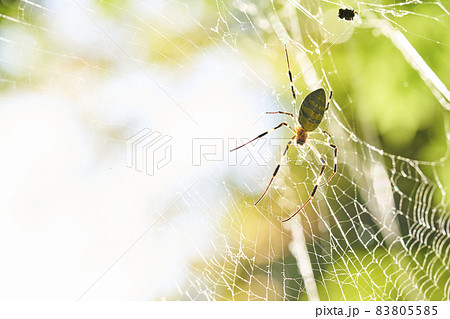 女郎蜘蛛 逆光 女郎蜘蛛 逆光 83805585
