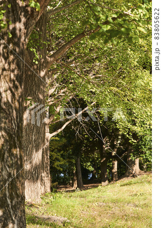 公園の銀杏並木 公園の銀杏並木 83805622