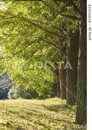 公園の銀杏並木 公園の銀杏並木 83805628