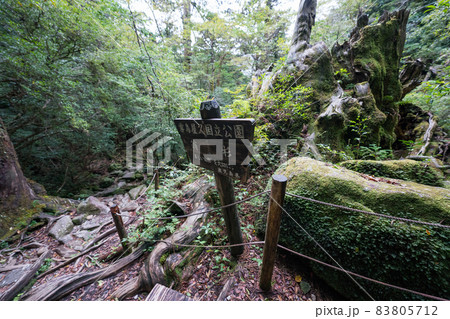 屋久島の翁杉跡地 83805712