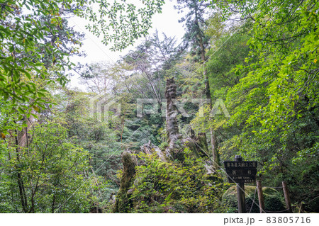 屋久島の翁杉跡地 83805716