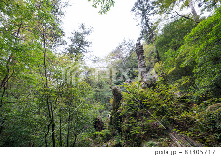 屋久島の翁杉跡地 83805717