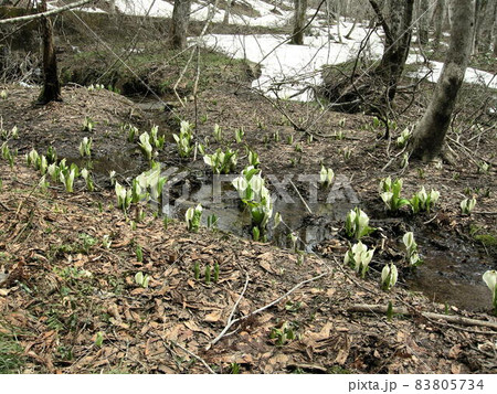 ミズバショウ ミズバショウ 83805734