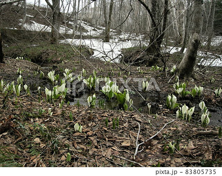 ミズバショウ 83805735