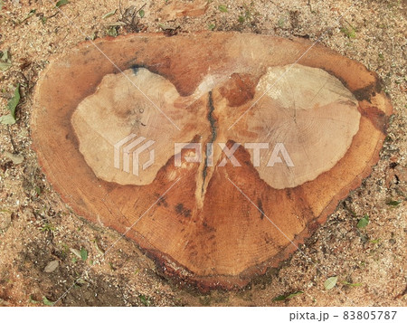 蝶々のような模様の珍しい切り株 83805787