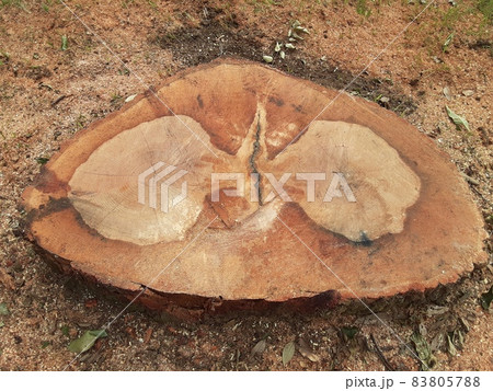蝶々のような模様の珍しい切り株 83805788