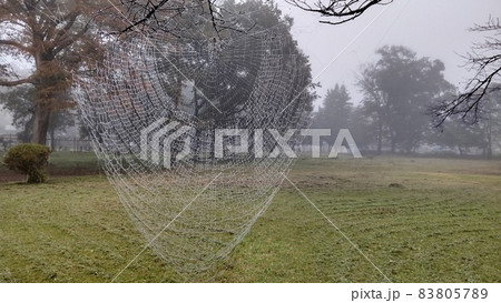 蝶々のような模様の珍しい切り株 83805789