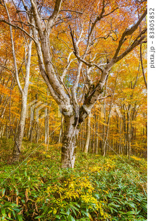【自然】紅葉した秋の楓 鳥取県の大山 【自然】紅葉した秋の楓 鳥取県の大山 83805852