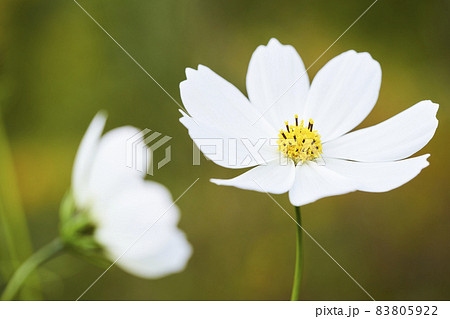 白いコスモスの花の写真素材