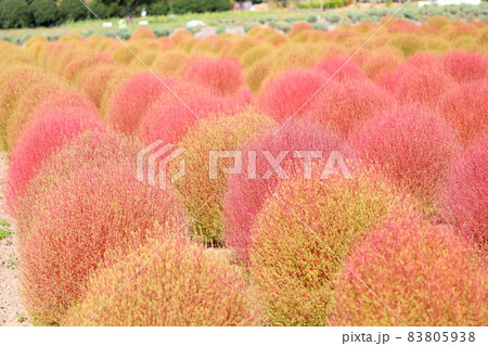 色づくコキア 紅葉 色づくコキア 紅葉 83805938