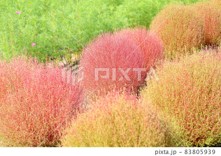 色づくコキア　紅葉 83805939