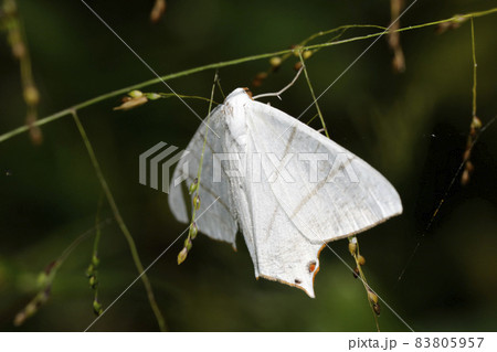 シロツバメエダシャク 83805957
