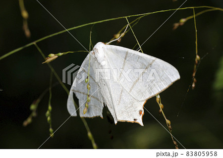 シロツバメエダシャク 83805958