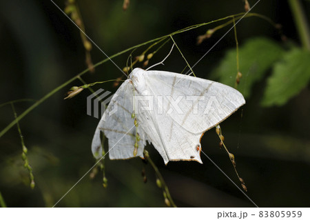シロツバメエダシャク シロツバメエダシャク 83805959