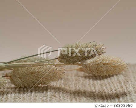 ドライフラワー 83805960