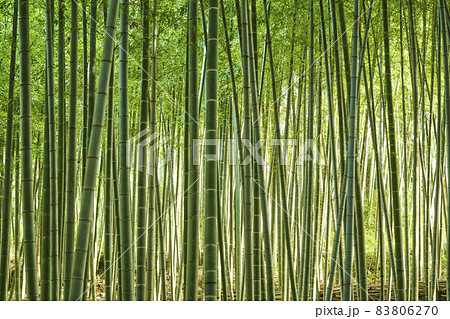 竹藪の背景素材 83806270