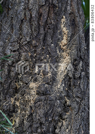 ナラ枯れ被害　キクイムシ　コナラの木 83806432