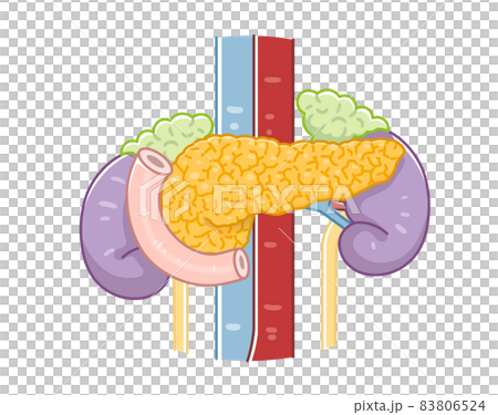 <Illustration of pancreas, duodenum, kidney, ureter, adrenal gland 83806524