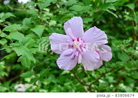 光を浴びて輝く満開の八重のムクゲの花 光を浴びて輝く満開の八重のムクゲの花 83806674