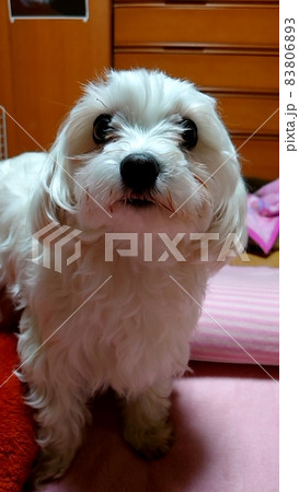 おやつを待ってるマルチーズ おやつを待ってるマルチーズ 83806893