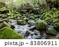 白谷雲水峡 - Kagoshima 83806911