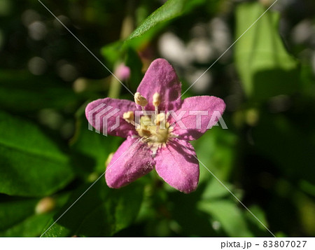 ナガバクコ ナガバクコ 83807027