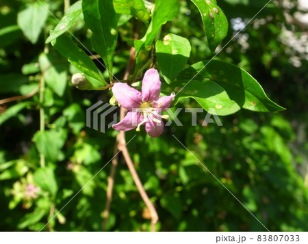 ナガバクコ ナガバクコ 83807033