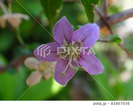 ナガバクコ ナガバクコ 83807036