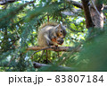クルミを持つリス 83807184