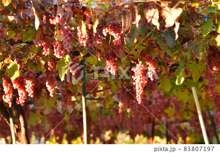 北杜市白州町、収穫間近の醸造用ブドウ甲州 83807197