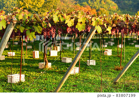 北杜市白州町、収穫間近の醸造用ブドウ甲州 83807199