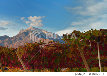 北杜市白州町、収穫間近の醸造用ブドウ甲州 北杜市白州町、収穫間近の醸造用ブドウ甲州 83807204