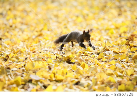 エゾリスと紅葉 エゾリスと紅葉 83807529