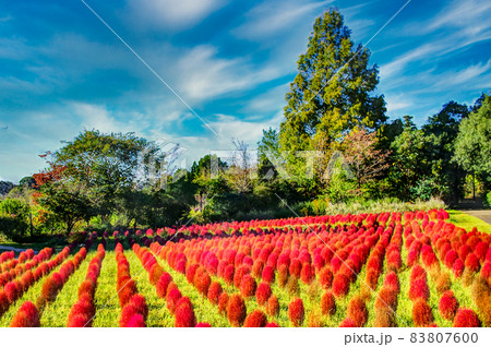 コキアのある風景 83807600