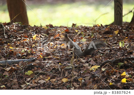 エゾリスと紅葉 エゾリスと紅葉 83807624