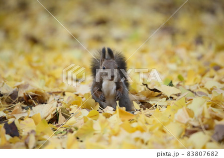 エゾリスと紅葉 エゾリスと紅葉 83807682