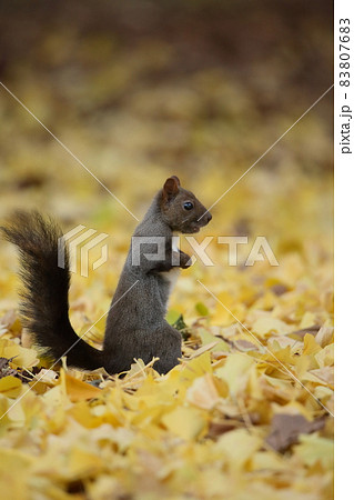 エゾリスと紅葉 エゾリスと紅葉 83807683