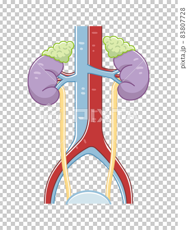 Illustration of kidneys, ureters, bladder, arteries, veins 83807728