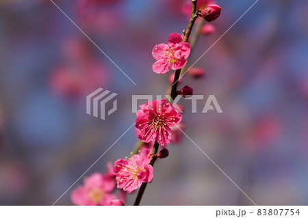 紅梅 83807754
