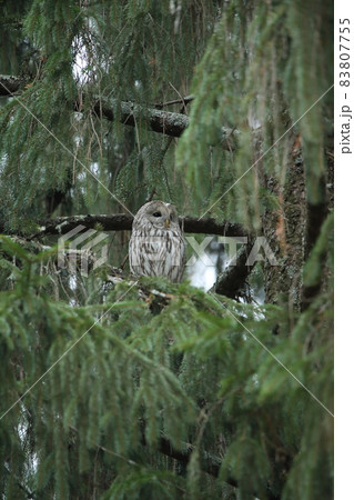 蝦夷フクロウ 蝦夷フクロウ 83807755