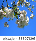 日本の美しい桜の風景 83807896