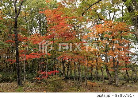 紅葉する森 83807917