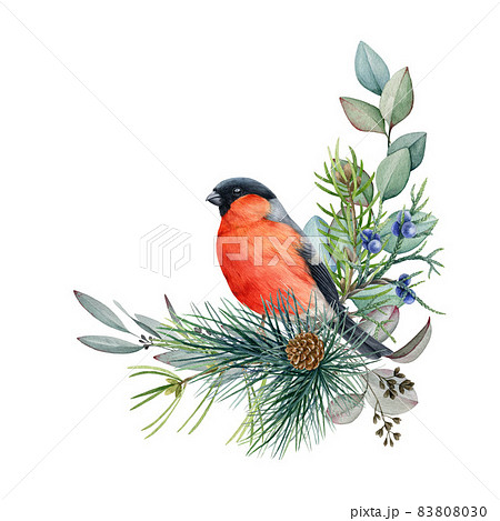 Winter floral rustic bullfinch bird arrangement. Watercolor illustration. Hand drawn natural decor with billfinch bird, pine, eucalyptus leaves. Winter decoration on white background 83808030