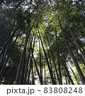長野県阿南町和合の竹林の風景 83808248