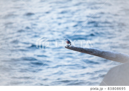 太平洋日向灘の日南海岸の梅が浜の岩場の古い止まり木で朝の餌を狙う青色の背中が美しいツグミ科ヒヨドリ 太平洋日向灘の日南海岸の梅が浜の岩場の古い止まり木で朝の餌を狙う青色の背中が美しいツグミ科ヒヨドリ 83808695