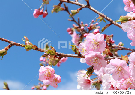 青空と河津桜 9 83808705