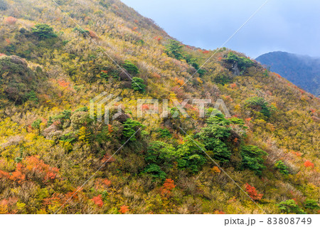 雲仙岳の紅葉 登山道からの眺め 【長崎県雲仙市】 雲仙岳の紅葉 登山道からの眺め 【長崎県雲仙市】 83808749