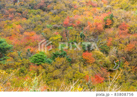 雲仙岳の紅葉 登山道からの眺め 【長崎県雲仙市】 雲仙岳の紅葉 登山道からの眺め 【長崎県雲仙市】 83808756