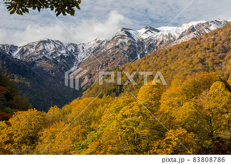 冠雪の白山と紅葉の山 83808786