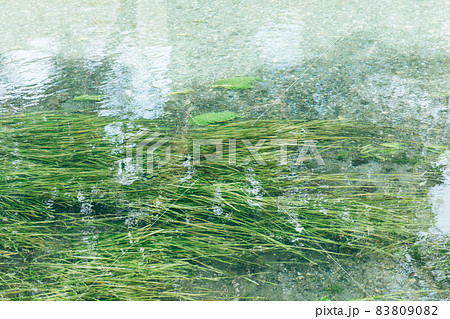 水面と水草　 湧き水と水草　 美しい水面 83809082